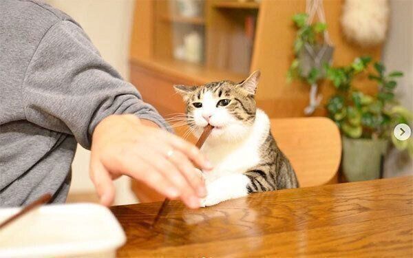 お箸で遊ぶしゃこちゃん