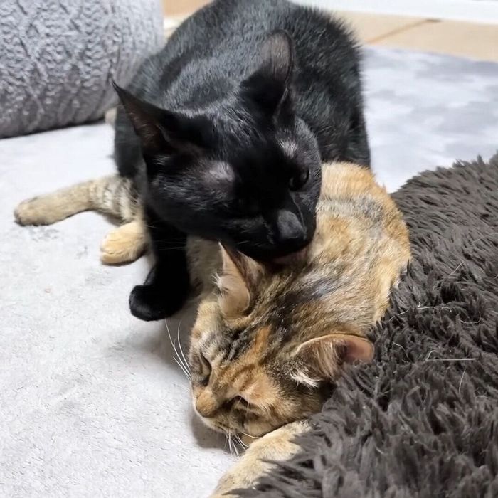 リナちゃんのお世話をするリオちゃん
