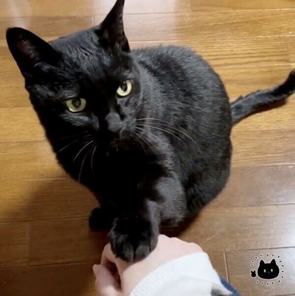 飼い主さんの手をツンツンするろんさん