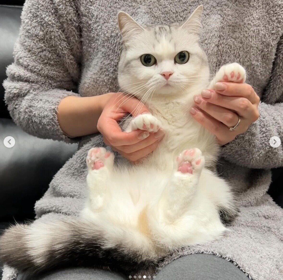 飼い主さんの膝の上に座るつなちゃん