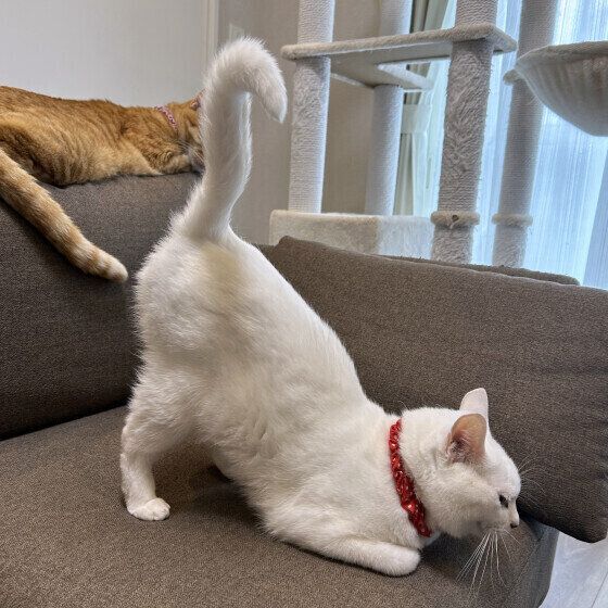 シフォン  MIX白おしりポンポン