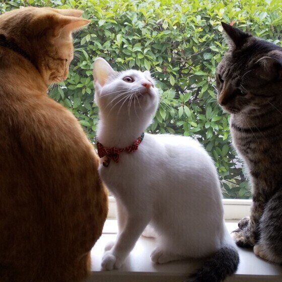 黒白MIXのこまくん