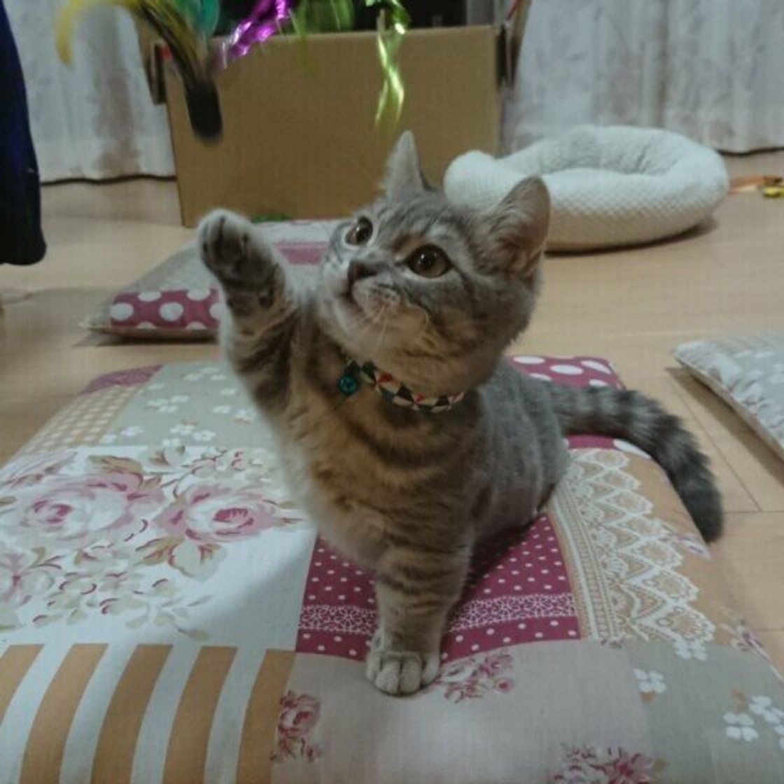 なぜそれを 猫が飼い主に プレゼントするもの から読み取れる心理 獣医師解説 ねこのきもちweb Magazine なぜそれを 猫が飼い主に プレゼントするもの から読み取れる心理 獣医師解説 ねこのきもちweb Magazine