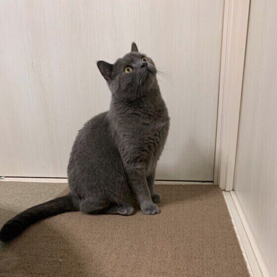 ブリティッシュショートヘアー