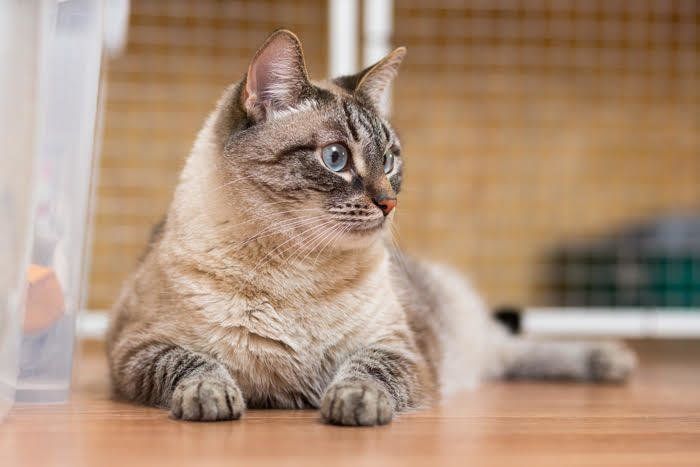 横すわりする猫