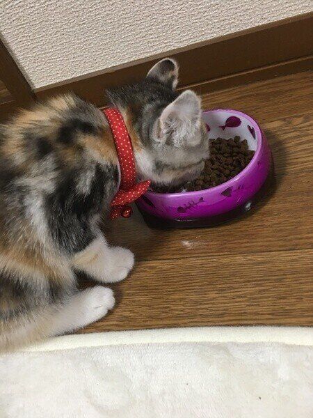 初めてのドライフードに挑戦♡