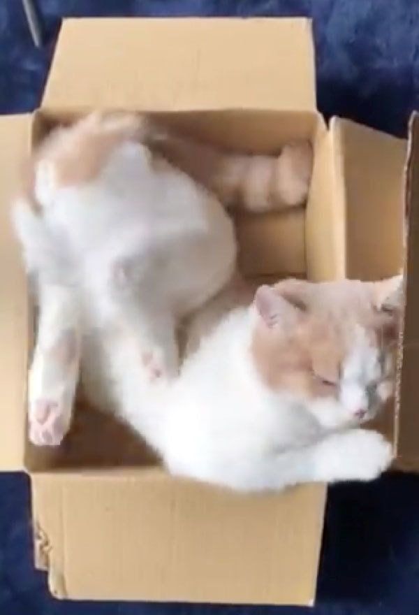 ダンボールに入るてんぷらちゃん