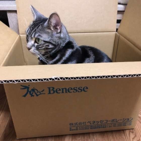 段ボール好き！アメリカンショートヘアの无