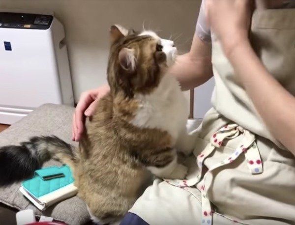 甘えるニャンコ