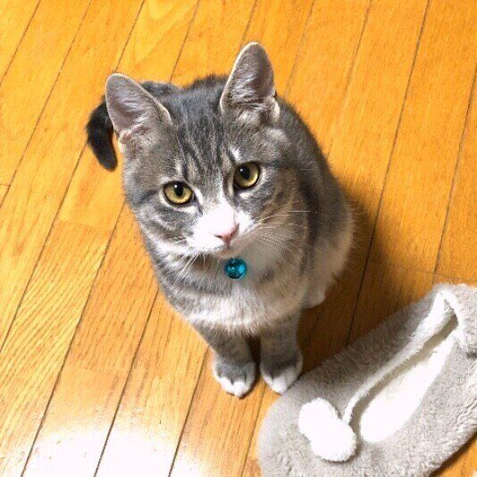 MIXサバトラのトップくん