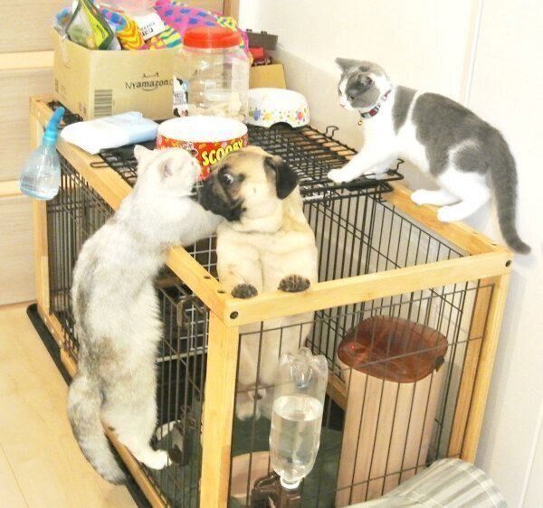 集まってわちゃわちゃするネギトロちゃん・カンパチくん・パグ太郎くん