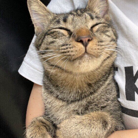 Mix（キジトラ）の叶ちゃん♪