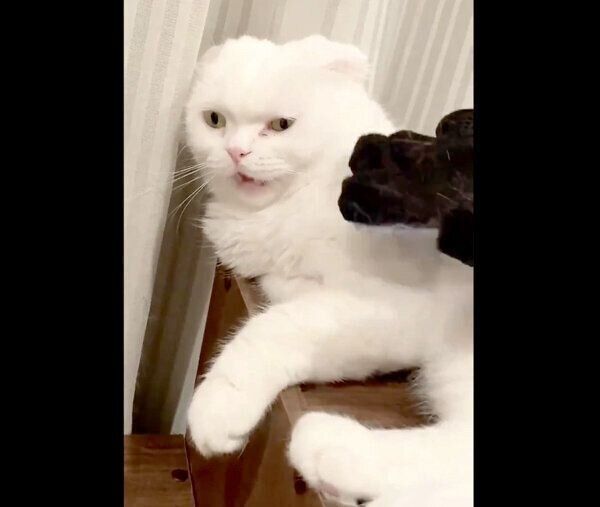 静かにキレるむくちゃん