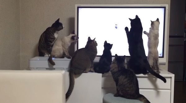 YouTubeを鑑賞する猫