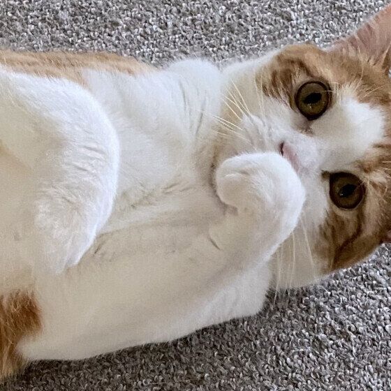 スコティッシュフォールドのはるくん