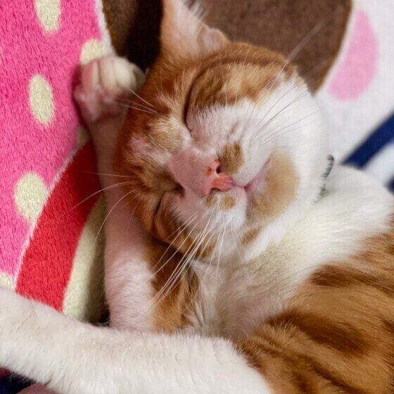 顔を洗う茶トラ猫