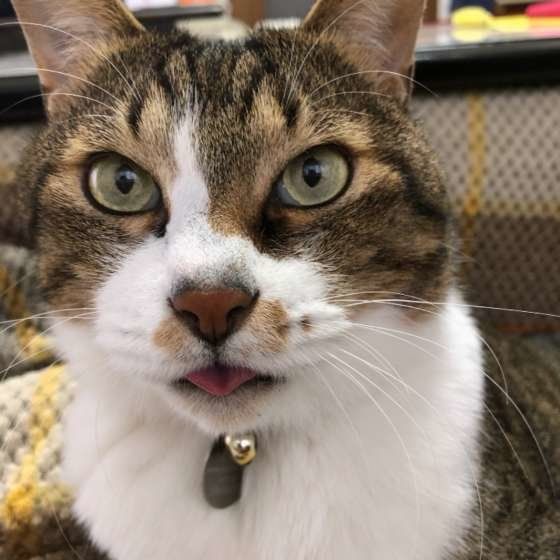 舌を出すキジトラ