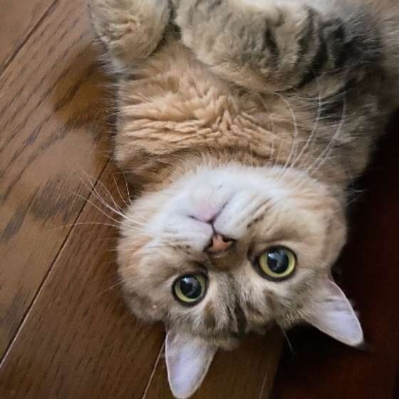 床にねころぶエキゾチック