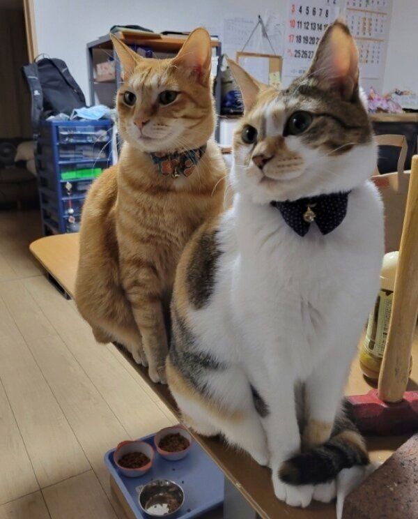 縦に並ぶみぃちゃん、テンくん