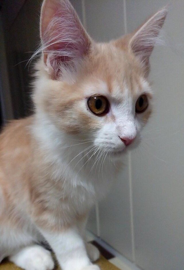 生後約半年のメインクーンの子猫