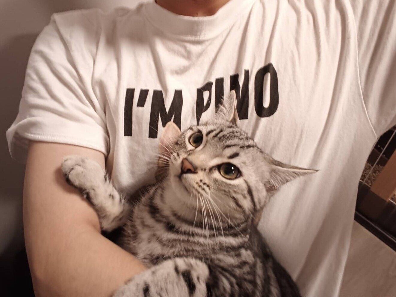 飼い主に甘えるアメリカンショートヘア