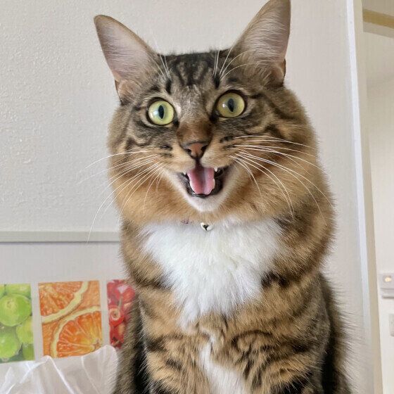 MIXキジトラのチミィくん