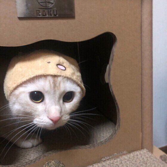 箱に入るアメリカンショートヘア