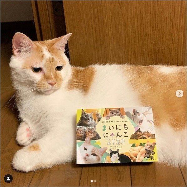 「まいにちにゃんこ2020」