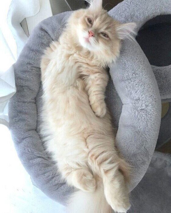 くつろぐモニくん