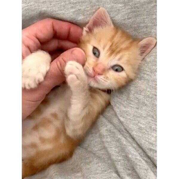 ねここ様専用 ジョリーポム 悪戯うさぎと天使の子猫 生成り 綿麻廃盤生地 希少 COSUMOTEXTIL ジョリーポム 悪戯うさぎと天使の子猫 難あり - メルカリ