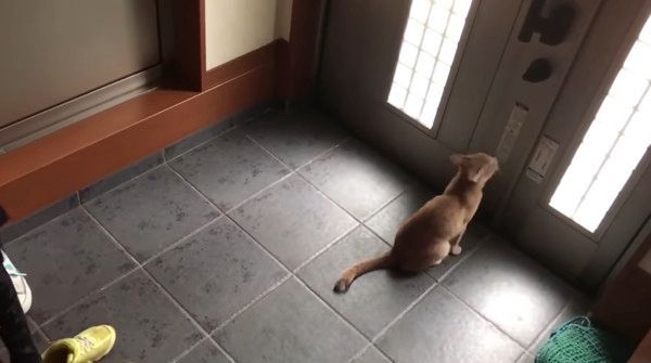 玄関にいる猫