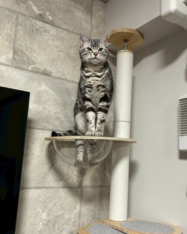 飼い主を呼ぶアメリカンショートヘア