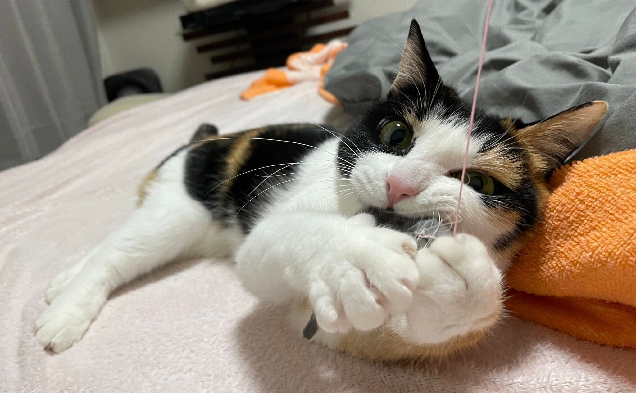 ねずみのおもちゃで遊ぶなっちゃん