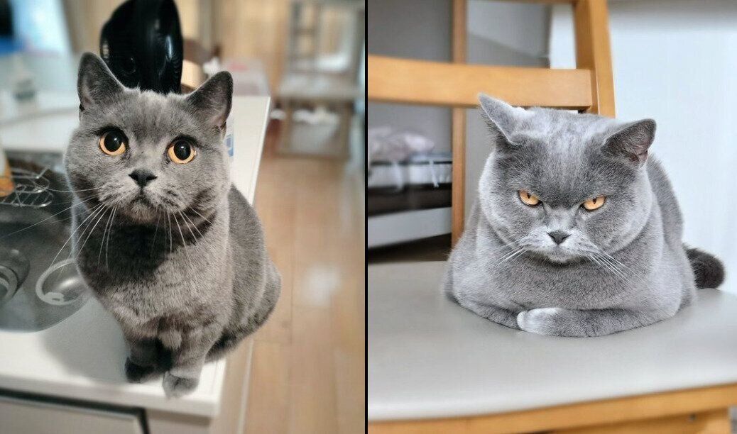 表情の差がスゴいハラミちゃん