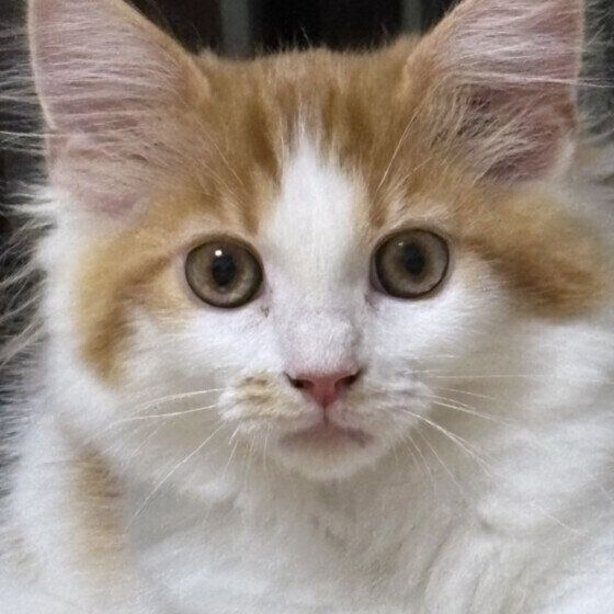 サイベリアンのラテくん