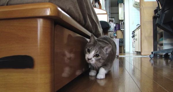 だるまさんがころんだをする猫