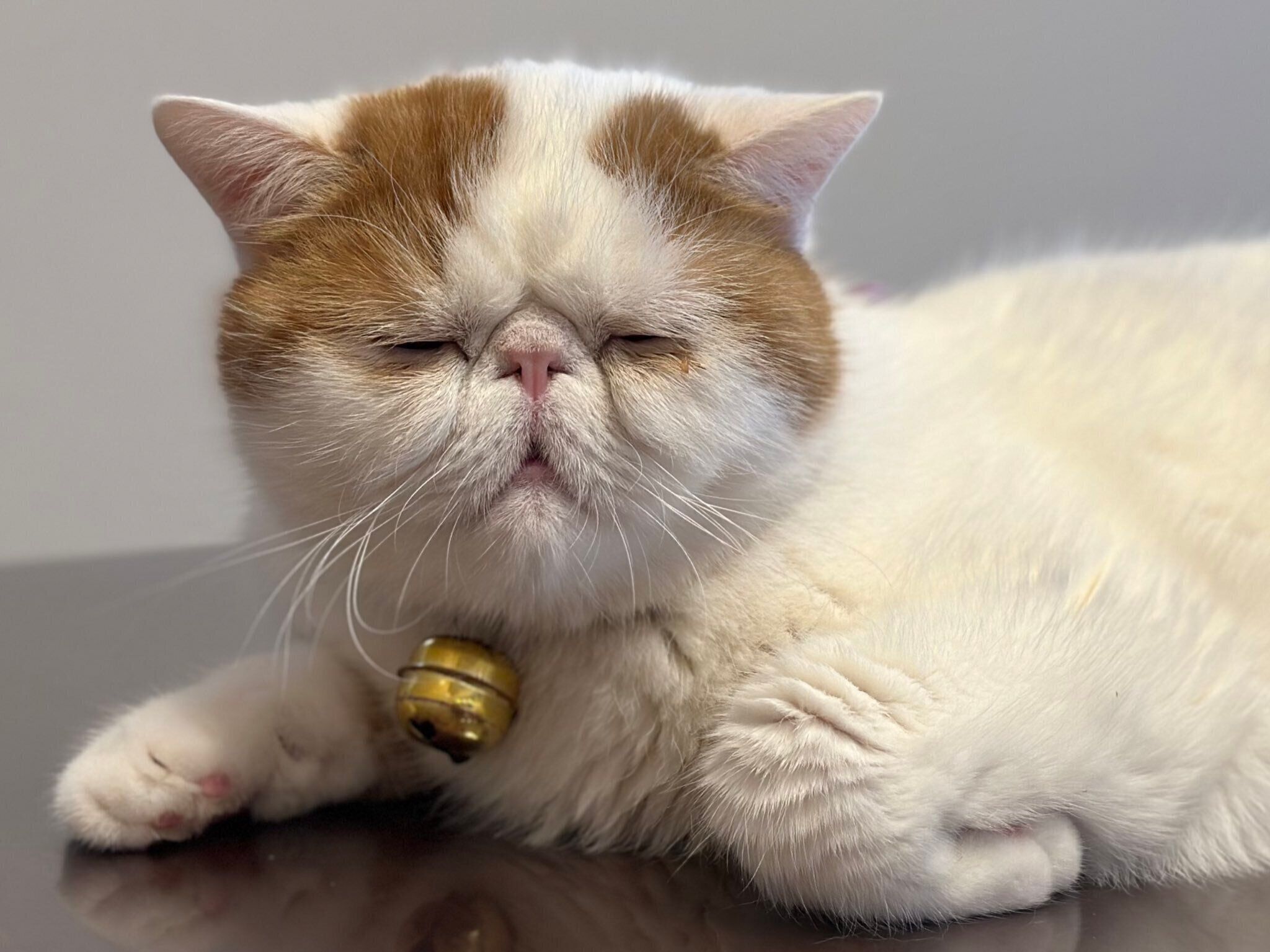 成長したひるねくん