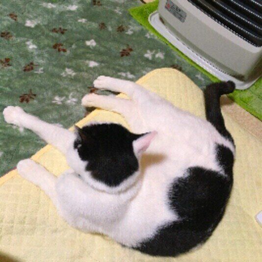 暖房の前に横たわるMIXの男の子