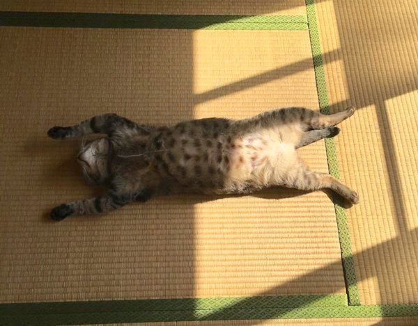 バンザイ寝するこんぶくん