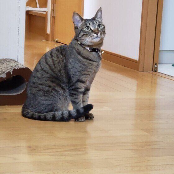 パパへ構って視線を送るあずきちゃん