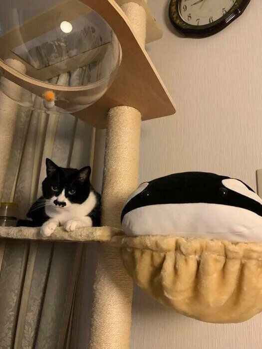 透明ボウルには入らないちょびくん