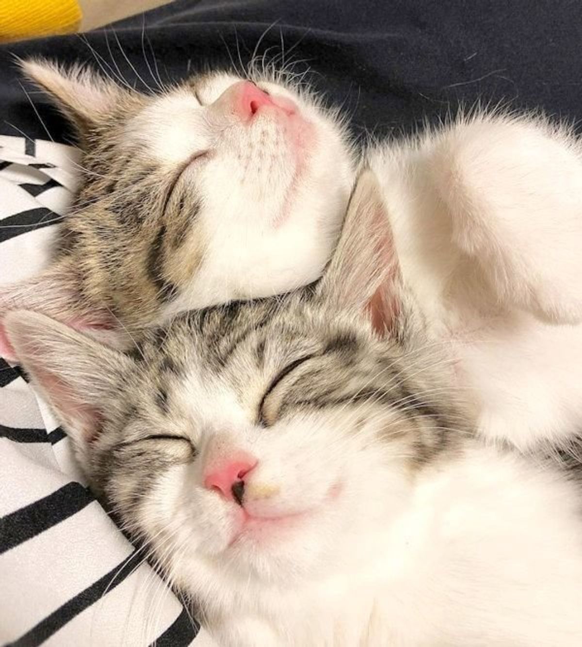 はじめての猫との生活 保護猫2匹と家族になって得られた大切なこと ねこのきもちweb Magazine はじめての猫との生活 保護猫2匹と家族になって得られた大切なこと ねこのきもちweb Magazine