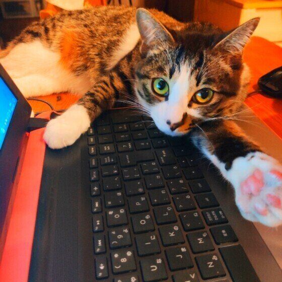 パソコンの上で伸びをするキジトラ猫