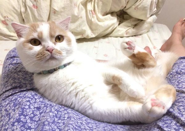 寝転がるスコティッシュフォールド