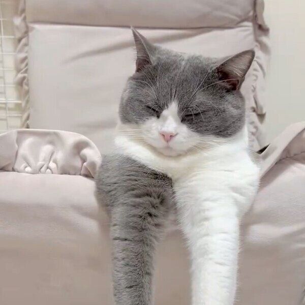 前足を伸ばしてリラックスするおにぎりくん