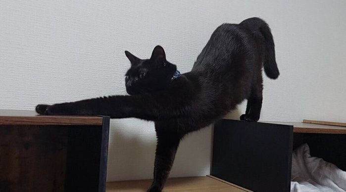 角を使っておもしろい格好で伸びをするイブくん