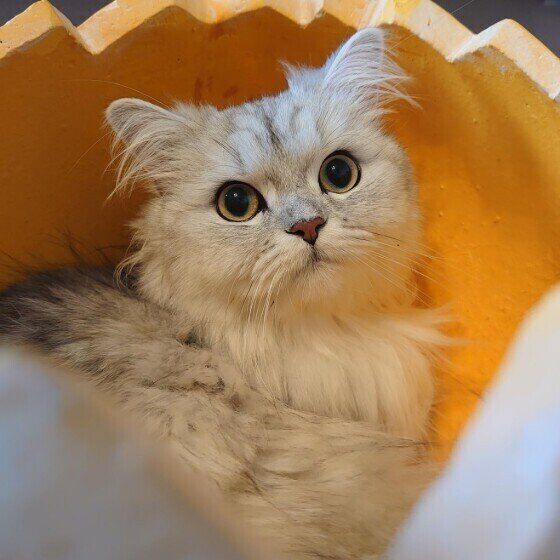 ペルシャのパールちゃん