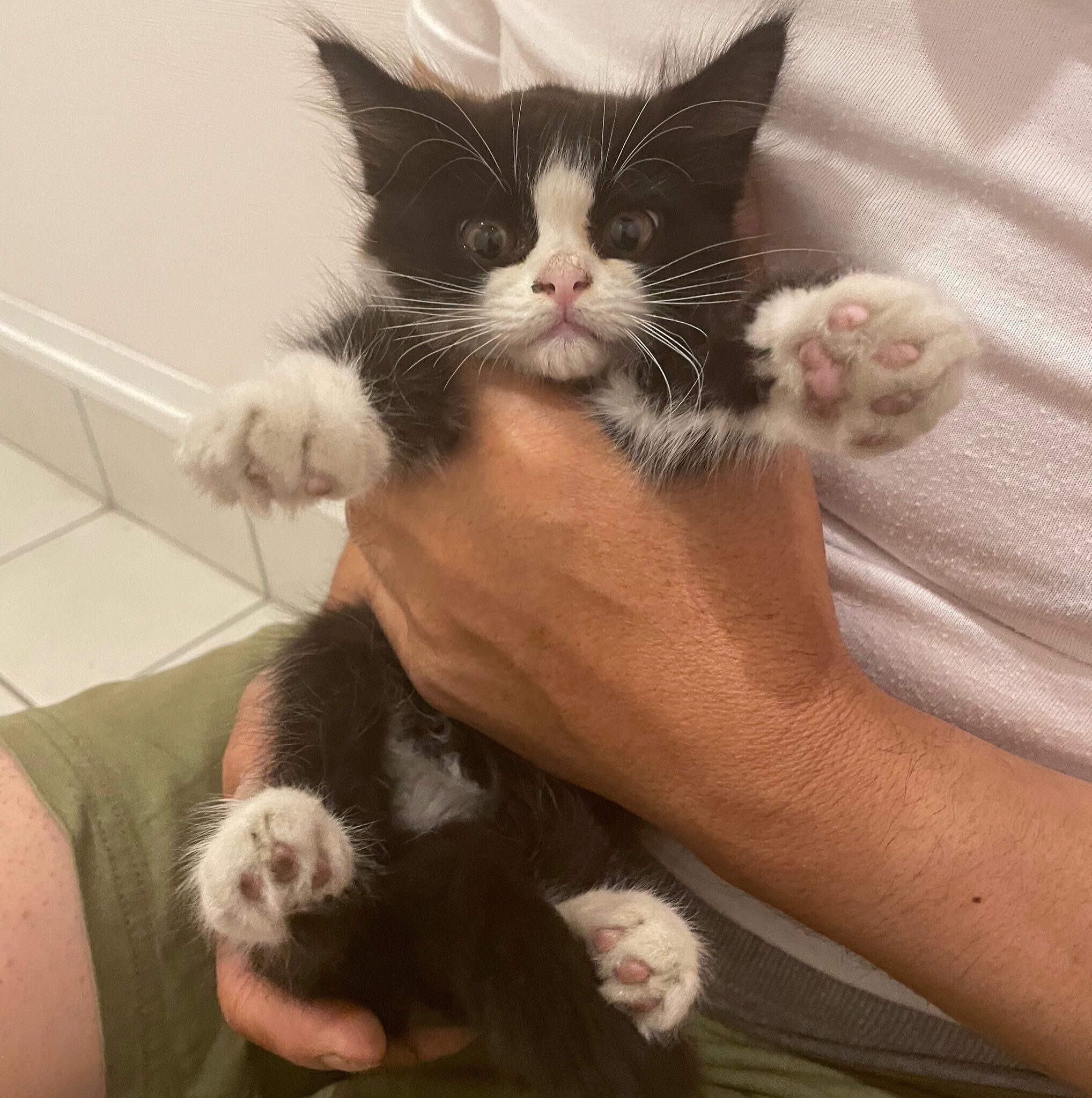 まん丸の瞳がかわいらしい　子猫時代のテンくん