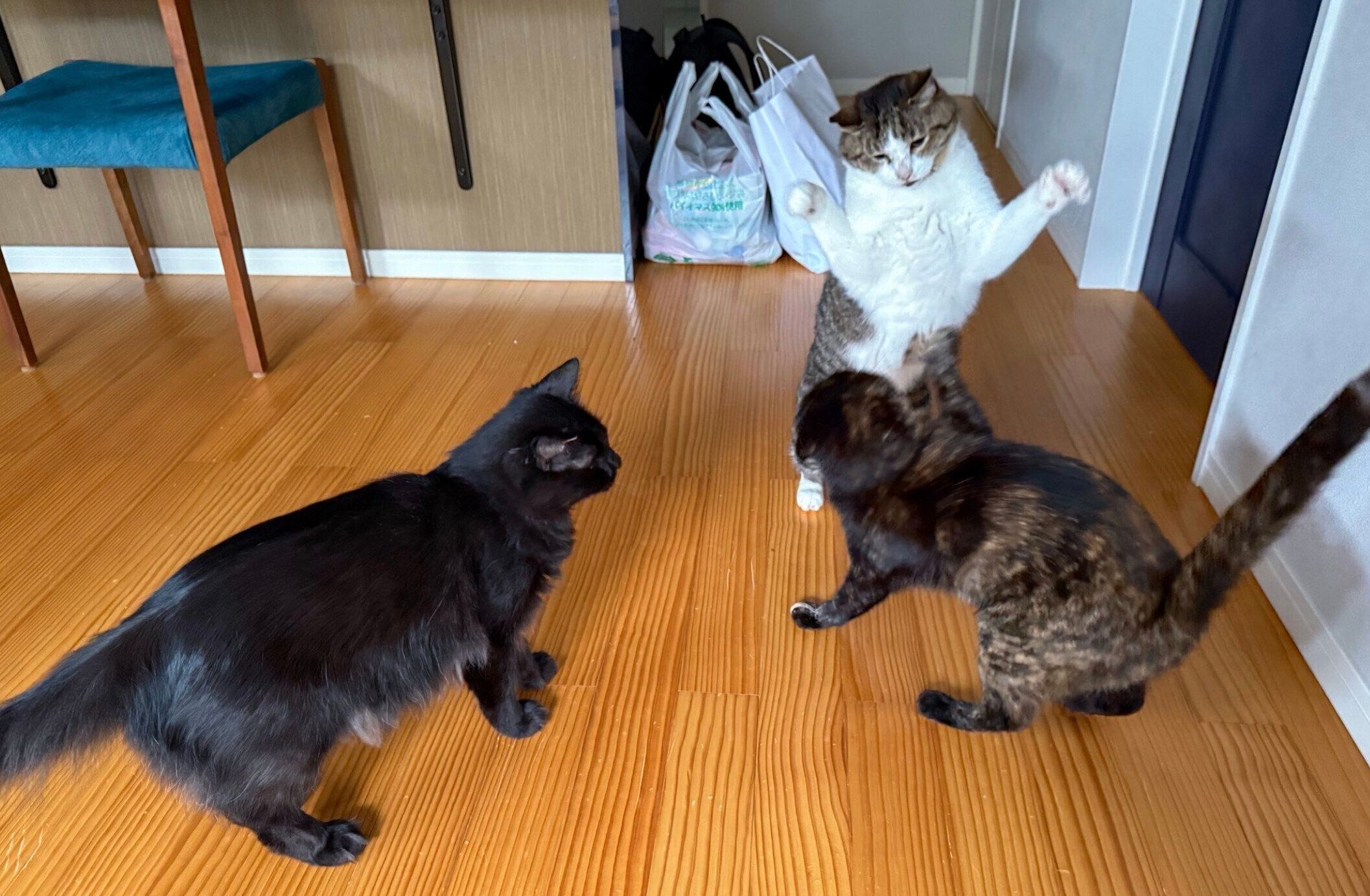 3匹が集まったときのいつもの様子