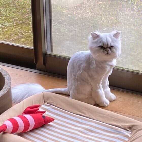 ペルシャのあいちゃんのまばたき